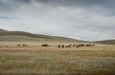 Wildpferde Graslandschaft Mongolei