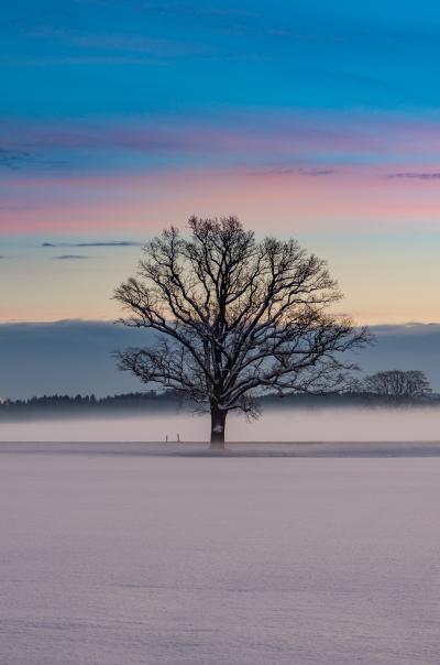 Eiche im Schnee Sonnenaufgang